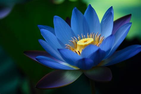 lotus wikipedia|lotus meaning.